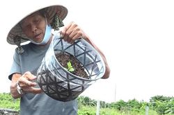Xuống giống vụ hoa Xuân Giáp Thìn 2024