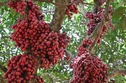 Lạ mắt vườn dâu da đỏ trên cao nguyên xứ 'Nẫu'