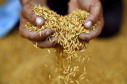 Thái Lan sẽ không hạn chế xuất khẩu gạo để tận dụng cơ hội