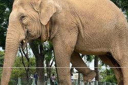 'Việc xích voi để đảm bảo an toàn cho quản tượng và người trực tiếp chăm sóc'