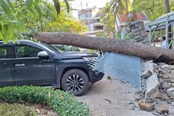 Cây xà cừ bật gốc, đè bẹp xe ô tô