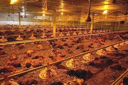 Hệ thống quạt gió gặp sự cố, một trang trại ở Hà Tĩnh thiệt hại gần 10.000 con gà
