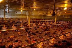 Chập điện trong đêm, gần 10.000 con gà chết