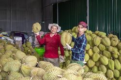 Khánh Hòa: Thu hoạch sầu riêng vào chính vụ, giá bất ngờ 'lập đỉnh'