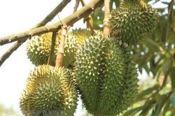 Giá sầu riêng tại Khánh Hòa tăng từ 20.000 - 30.000 đồng/kg