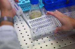 Các nhà khoa học điều chế vaccine cho Bệnh X bí ẩn