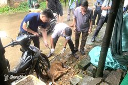 Huyện Thống Nhất triển khai nhiều biện pháp phòng, chống bệnh dại