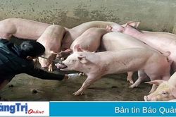 Xử lý nghiêm các hành vi buôn lậu, vận chuyển trái phép lợn qua biên giới