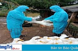Tỉ lệ tiêm phòng gia súc gia cầm đạt thấp