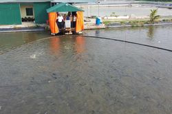 Bộ NN&PTNT nêu giải pháp đảm bảo kế hoạch nuôi trồng thủy sản