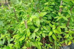 Dây thìa canh có tác dụng gì?