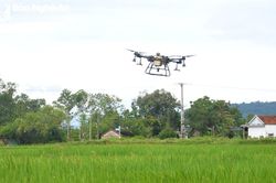 Máy bay không người lái phun thuốc trừ sâu trên đồng lúa Yên Thành