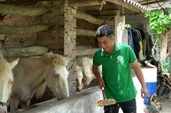Nâng cao giá trị sản phẩm ngựa bạch