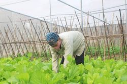 TP. Sông Công: Quy hoạch 2 vùng trồng rau công nghệ cao