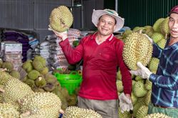 Nông dân Khánh Hòa phấn khởi vì giá sầu riêng lần đầu 'lập đỉnh'