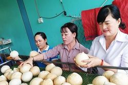 Mỹ chính thức nhập khẩu dừa Việt Nam
