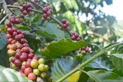 Giá cà phê hôm nay 10/8: Không có biến động