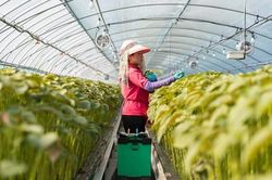 Hàn Quốc cho phép lao động Việt Nam sang làm việc theo loại visa riêng