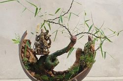 Ngỡ ngàng cây dại mọc bờ bụi thành bonsai 'hét giá' 70 triệu