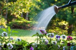 Tưới hoa vào buổi sáng hay buổi tối để cây xanh tốt, hoa nở rộ quanh năm?