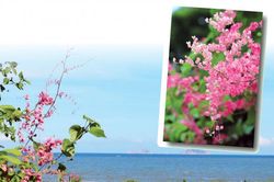 Bờ tigôn miền biển vắng
