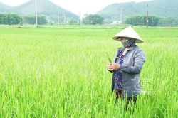 TP. Thái Nguyên: Xuất hiện sâu bệnh hại lúa mùa