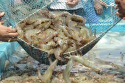 Việt Nam là nguồn cung tôm lớn nhất cho Nhật Bản