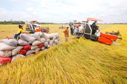 Bộ trưởng Lê Minh Hoan: An ninh lương thực trong nước vẫn được đảm bảo