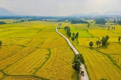 Năm 2023, xuất khẩu gạo Việt có thể đạt con số kỷ lục
