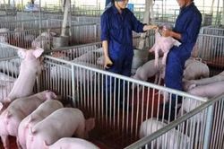 Từ 15/8, bãi bỏ 6 Thông tư về quy chuẩn kỹ thuật quốc gia trong lĩnh vực chăn nuôi