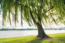 'Tứ thụ đại ma' là chỉ những loại cây nào? Vì sao kiêng trồng trước nhà?