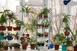 Bí quyết chăm sóc cây xanh trên cửa sổ cực dễ, giúp cây xanh tốt, hút tài lộc