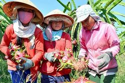 Đứng thứ 3 về kim ngạch xuất khẩu trong nhóm nông lâm thủy sản, mặt hàng này liên tục đạt kỷ lục