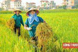 Giá gạo xuất khẩu Việt Nam tuần này tiếp tục tăng mạnh, có loại gạo đã vượt xa giá Thái Lan
