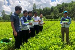 Ươm tạo giống cây chất lượng phục vụ trồng rừng gỗ lớn