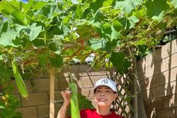 Mỏi mắt ngắm khu vườn xanh mướt trong dinh cơ của Thanh Thảo ở Mỹ