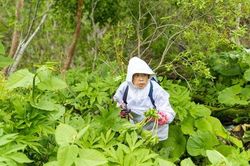 Văn hóa tìm kiếm thực phẩm hoang dã độc đáo của xứ Mặt trời mọc