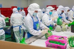 Giải pháp nào tháo gỡ khó khăn cho xuất khẩu nông sản?
