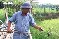 Phát triển kinh tế từ mô hình nuôi ốc bươu đen