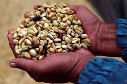 Vụ mùa cà phê Indonesia chuẩn bị đối mặt với El Nino