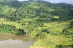 Ngắm 'mùa vàng' trên những thửa ruộng bậc thang ở Bát Xát
