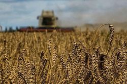 Ba Lan quyết tâm 'xa lánh' ngũ cốc Ukraine, nhấn mạnh điều quan trọng nhất
