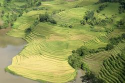Về Bát Xát ngắm 'mùa vàng' trên những thửa ruộng bậc thang