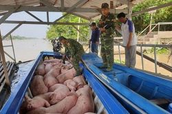 Cần Thơ: Ngăn chặn nhập lậu lợn