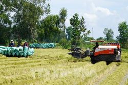 Giá gạo hôm nay 15/8: Tăng giảm trái chiều