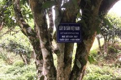 Làm thế nào để đưa trà Việt vươn tầm thế giới? Bài 1: Trà Việt với bề dày văn hóa lịch sử