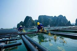 Nuôi biển gắn với du lịch giúp gia tăng giá trị cho ngư dân