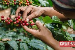 Giá cà phê hôm nay 16/8: Thiếu hụt nguồn cung Robusta có thể kéo dài đến năm 2025