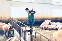 Nhiều mô hình chăn nuôi hiệu quả tại Chương Mỹ