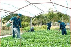 Bộ đội hậu cần làm theo lời Bác Hồ dạy: Vượt khó trong tăng gia sản xuất